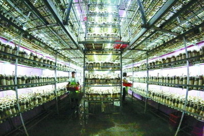 衢州翔龍農(nóng)業(yè)以反滲透膜技術(shù)提升豬肚菇品質(zhì)，引領(lǐng)綠色栽培新趨勢(shì)