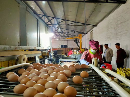 辛集特色農(nóng)產(chǎn)品項(xiàng)目全覽 科技研發(fā)引領(lǐng)，助力鄉(xiāng)村振興