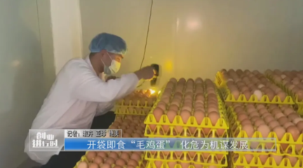 河南鹿邑 開(kāi)袋即食“毛雞蛋” 化危為機(jī)謀發(fā)展